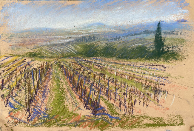 Languedoc Vineyard sketch 1