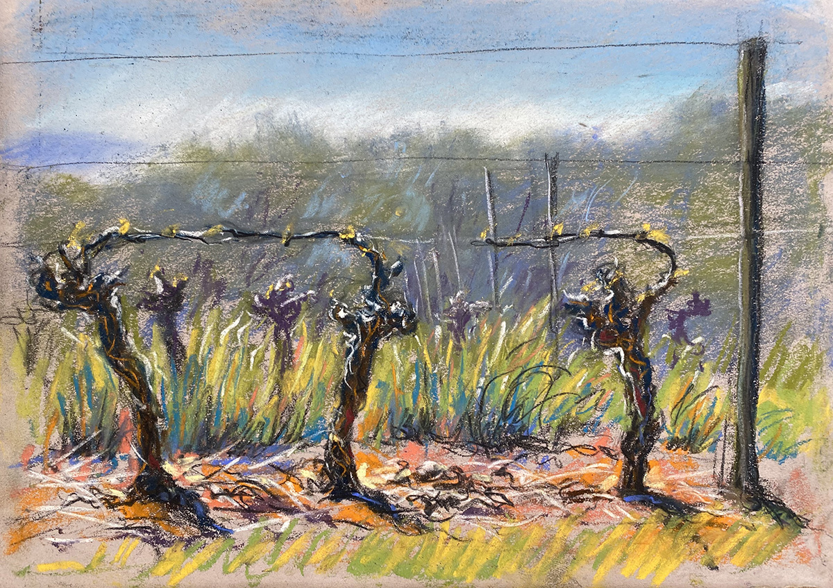 Languedoc Vineyard 2 sketch