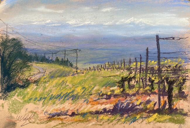 Languedoc Vineyard sketch 4