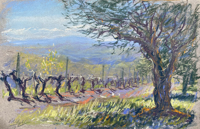 Languedoc Vineyard sketch 6