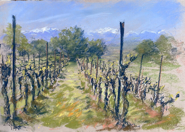 Languedoc Vineyard sketch 7